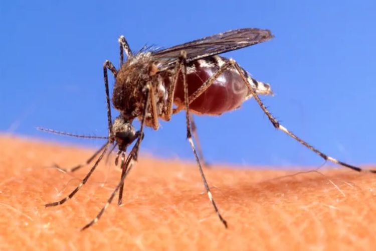 Colorado Records First 2024 West Nile Case: Bug Off!